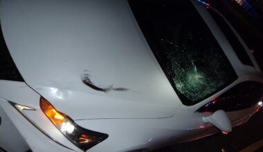 Tampa woman dies after U.S. 41 collision