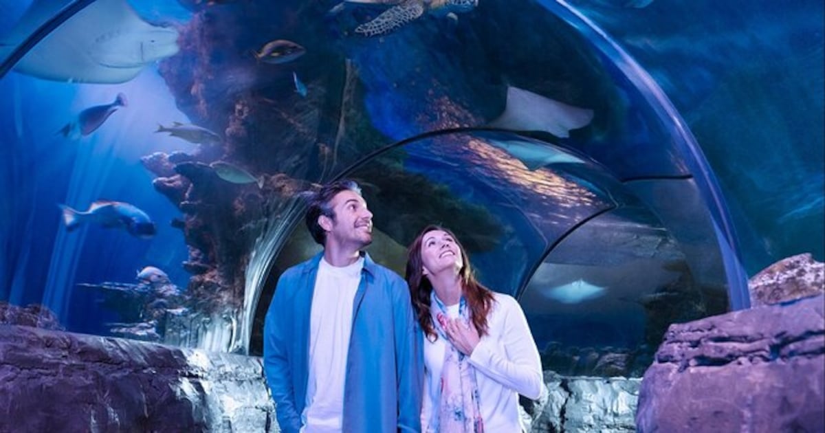 Fins & Flights: Adults-only event coming to SEA LIFE Orlando