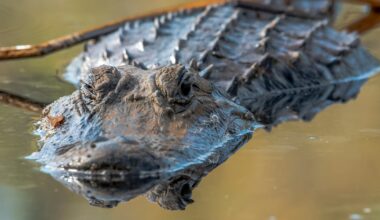 Florida hunters can now report alligator harvests on the Fish