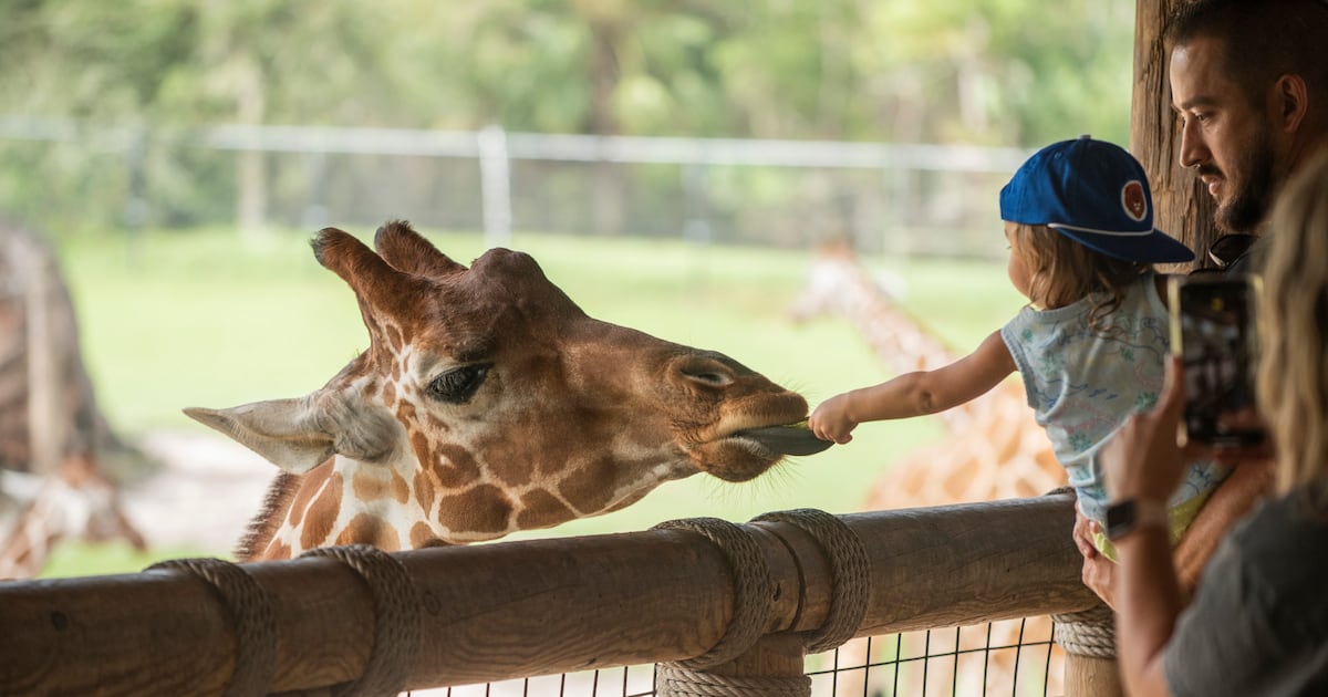 Celebrate 904 Day at Jacksonville Zoo and Botanical Gardens – 104.5 WOKV