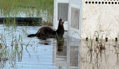 North American river otters released by Florida Wildlife Hospital