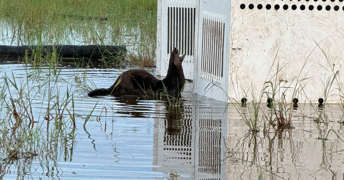 North American river otters released by Florida Wildlife Hospital