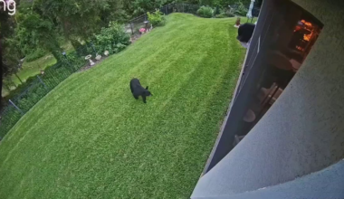 Black bears sighted in Ocoee neighborhood, causing concern