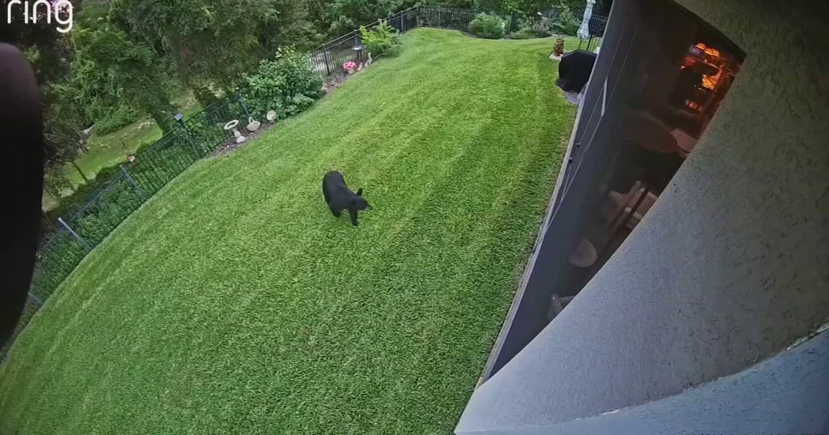 Black bears sighted in Ocoee neighborhood, causing concern
