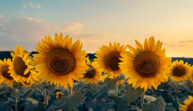 Central Florida sunflower farm ranks No. 2 nationally