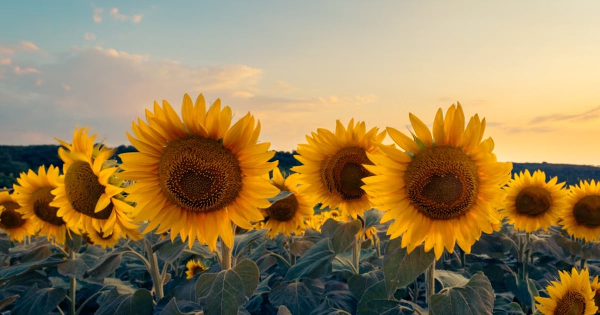 Central Florida sunflower farm ranks No. 2 nationally