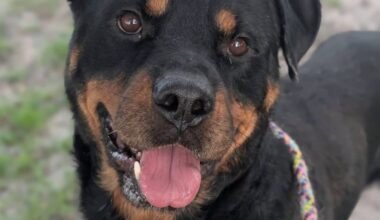 Shelter overcrowding in Jacksonville leads to zero adoption fees