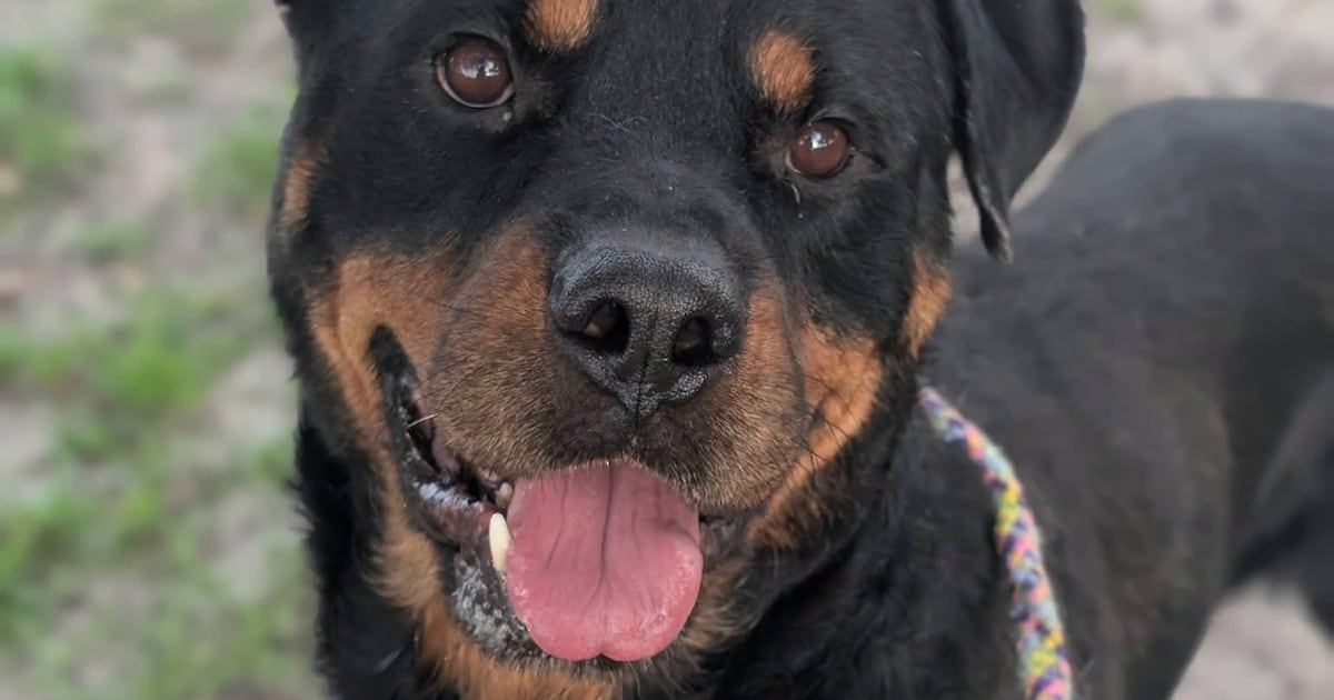 Shelter overcrowding in Jacksonville leads to zero adoption fees