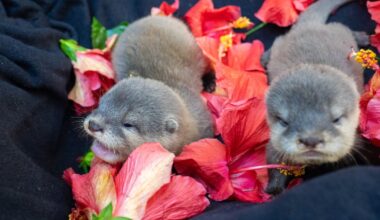Otter pups Hazel and Toffee arrive at Discovery Cove