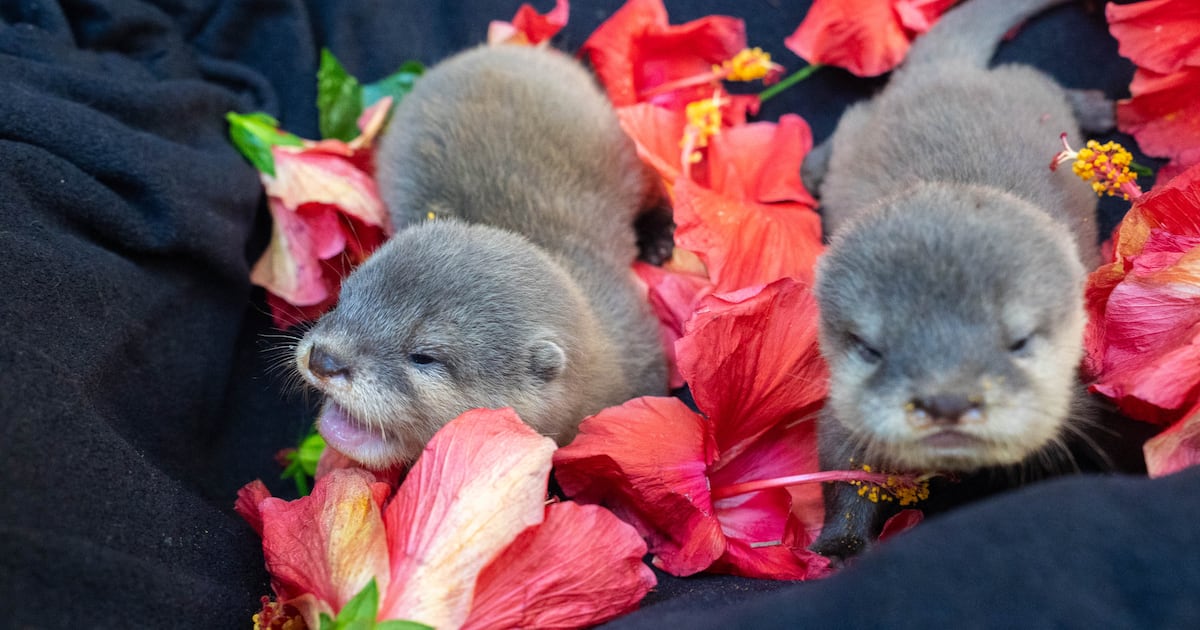 Otter pups Hazel and Toffee arrive at Discovery Cove