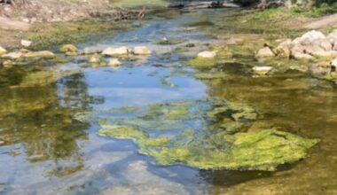 Free Florida wildlife talk scheduled at Wekiva Island