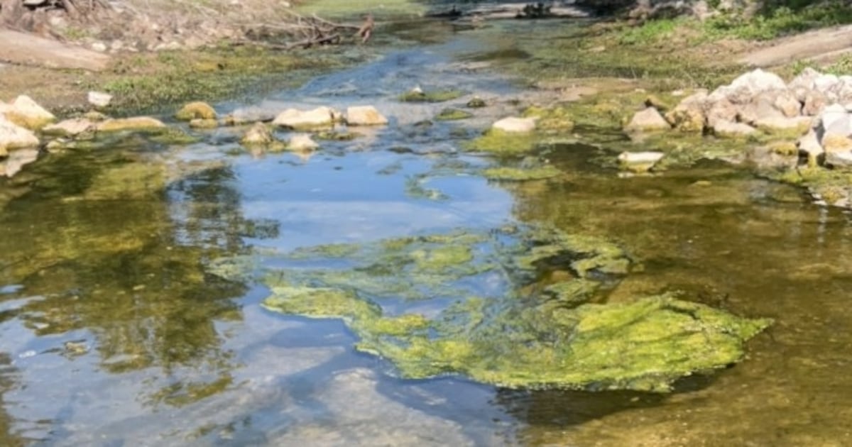 Free Florida wildlife talk scheduled at Wekiva Island