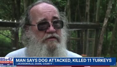 ‘Killed all 11 turkeys’: Man demands ACPS step up after he says neighbors’ dogs killed his turkeys – Action News Jax