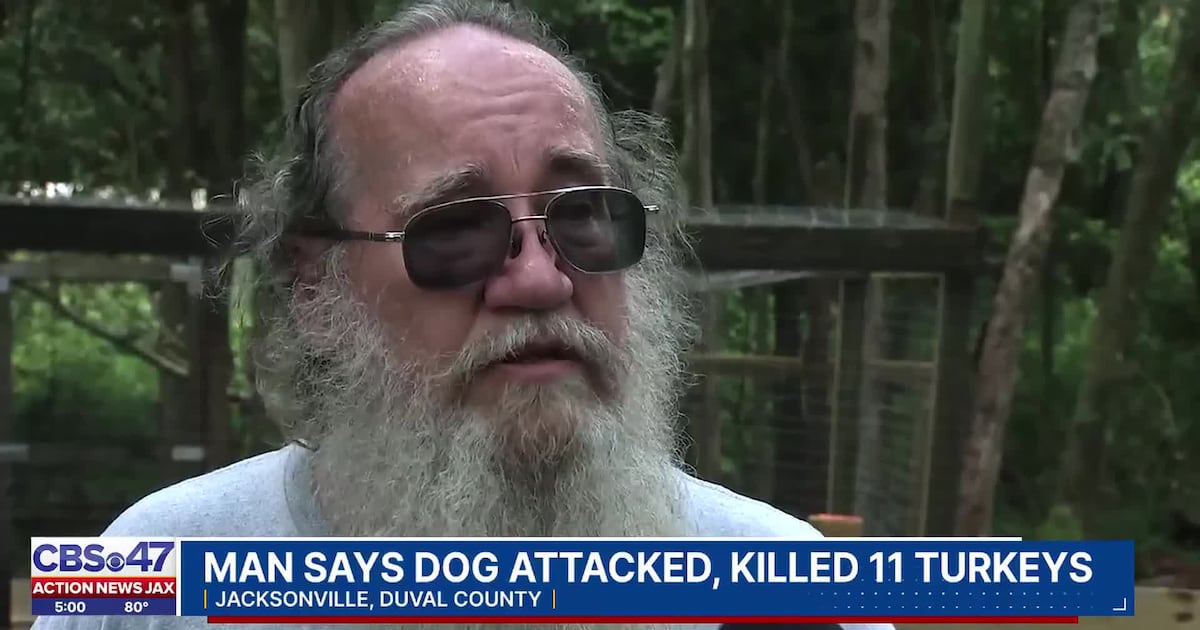‘Killed all 11 turkeys’: Man demands ACPS step up after he says neighbors’ dogs killed his turkeys – Action News Jax