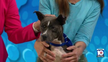 Humane Society of Broward introduces Stewie, a pup looking for a forever home