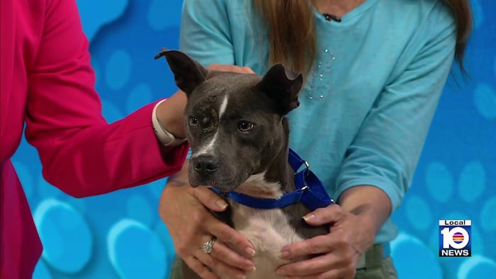 Humane Society of Broward introduces Stewie, a pup looking for a forever home