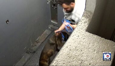 Police: Surveillance videos show man abusing dog in Miami elevator