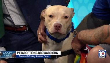 Broward County Animal Care seeks ‘furever’ home for Lemon, other furry friends