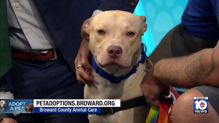 Broward County Animal Care seeks ‘furever’ home for Lemon, other furry friends
