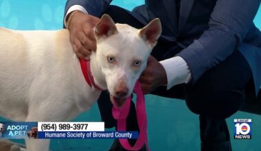 Happy ending for Tina: Broward shelter dog finds new home