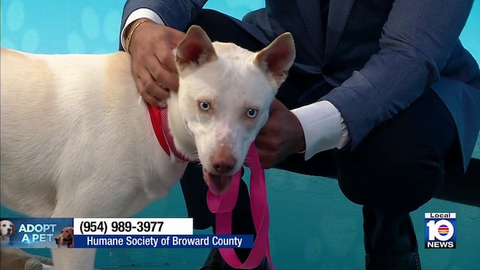 Happy ending for Tina: Broward shelter dog finds new home
