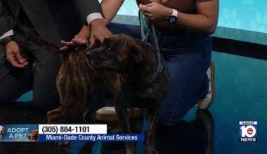 Miami-Dade Animal Services seek ‘furever’ home for Tigress, other furry friends