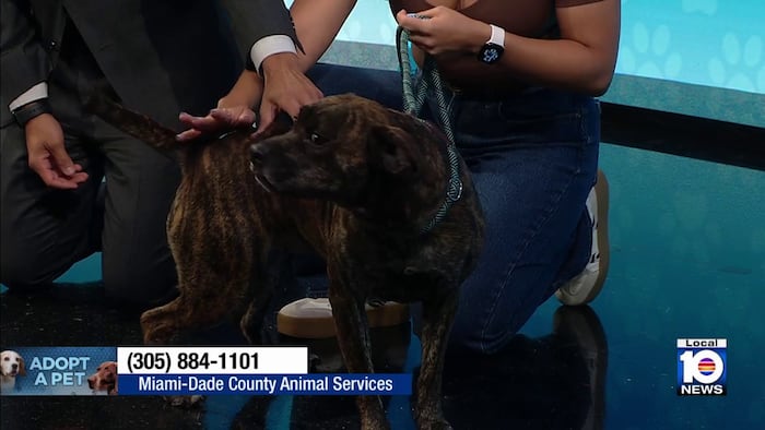 Miami-Dade Animal Services seek ‘furever’ home for Tigress, other furry friends