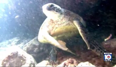 Federal changes could critically impact protections for South Florida’s marine wildlife