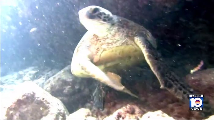 Federal changes could critically impact protections for South Florida’s marine wildlife