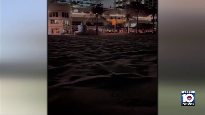 Video of disoriented turtle hatchlings crawling to hotel lights prompts backlash in Fort Lauderdale