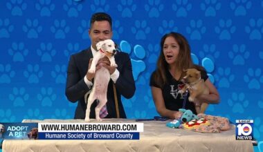 Puppies, adult dogs looking for forever homes through Humane Society of Broward County