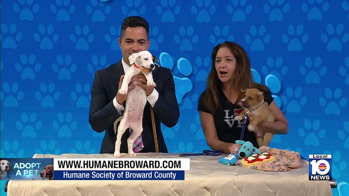 Puppies, adult dogs looking for forever homes through Humane Society of Broward County