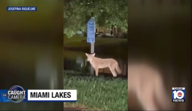 Woman captures surprise encounter with coyote in Miami Lakes