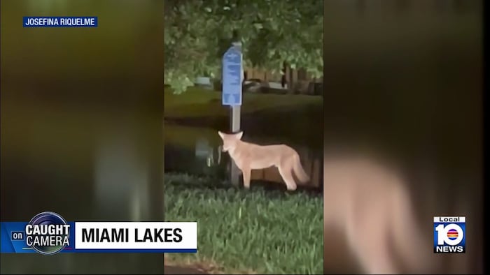 Woman captures surprise encounter with coyote in Miami Lakes