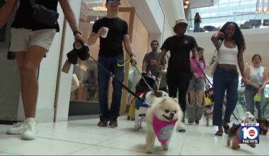 South Florida’s pet-friendly tour — inside Dog Mom Walk