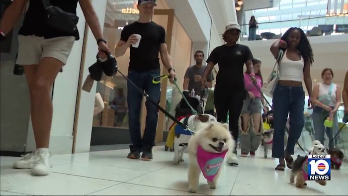 South Florida’s pet-friendly tour — inside Dog Mom Walk