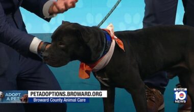 Broward County Animal Care seek ‘furever’ home for Smoke, other furry friends
