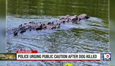 Search continues for crocodile after dog killed in South Miami