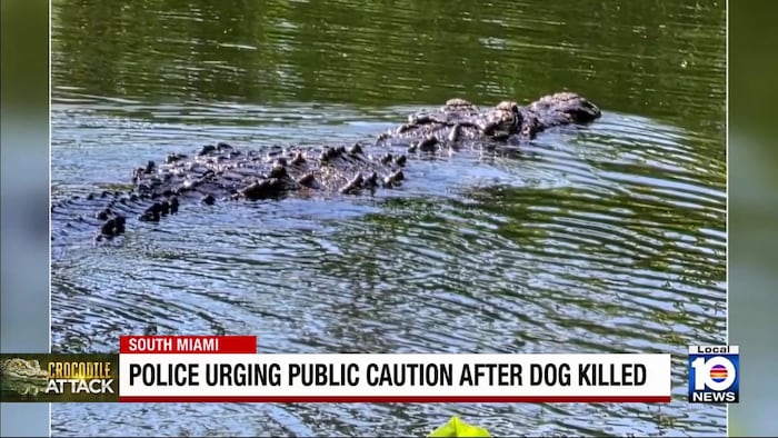 Search continues for crocodile after dog killed in South Miami