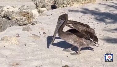 Pelican Harbor Seabird Station frees survivor treated for about 3 months