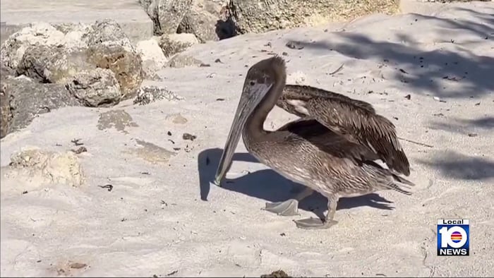 Pelican Harbor Seabird Station frees survivor treated for about 3 months