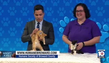 Humane Society of Broward seeks ‘furever’ homes for Vulcan, Vesta