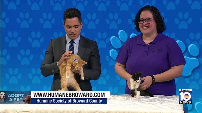 Humane Society of Broward seeks ‘furever’ homes for Vulcan, Vesta