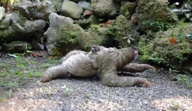 57 Sloths Died Before This Florida Attraction Ever Opened, No Foul Play Found