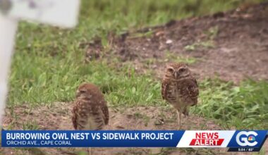 Florida Residents Are Heartbroken After a Burrowing Owl Nest Is Cleared for a Sidewalk, Despite It Being a Threatened Species