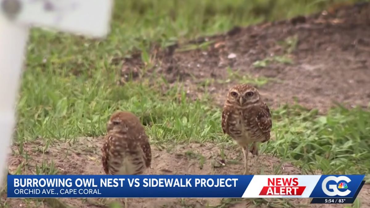 Florida Residents Are Heartbroken After a Burrowing Owl Nest Is Cleared for a Sidewalk, Despite It Being a Threatened Species