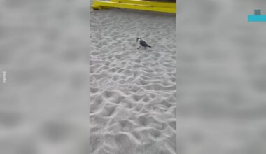 Woman Spots Seagull Attacking Baby Turtle on Florida Beach and Races to Save It