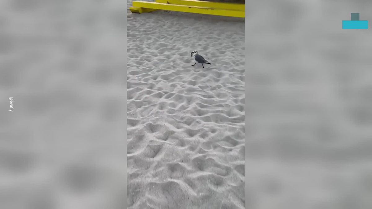 Woman Spots Seagull Attacking Baby Turtle on Florida Beach and Races to Save It