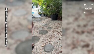 Florida Man Spots Distressed Bird in Backyard and Quickly Steps in
