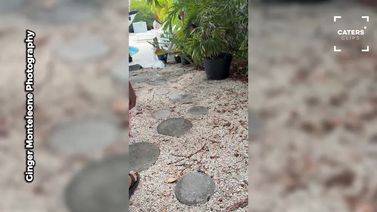 Florida Man Spots Distressed Bird in Backyard and Quickly Steps in